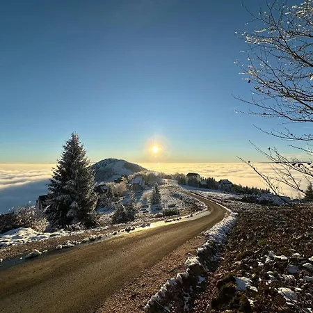 Gencian Kopaonik